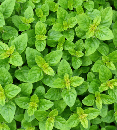 Orasciom Herbs marjoram.jpg