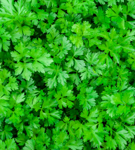 Orasciom Herbs parsley.jpg