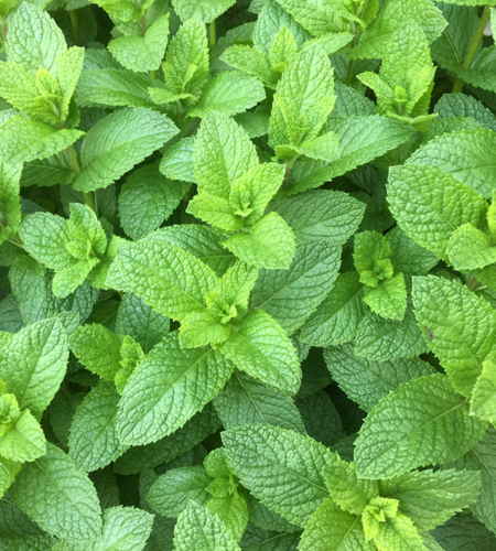 Orasciom Herbs spearmint.jpg